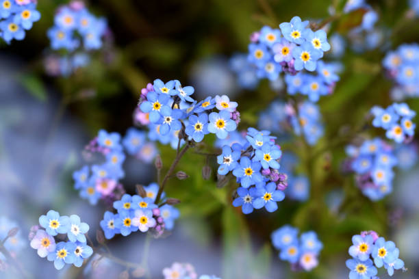 fond bleu de fleurs forget-me-not - forget me not flower flower head blue photos et images de collection