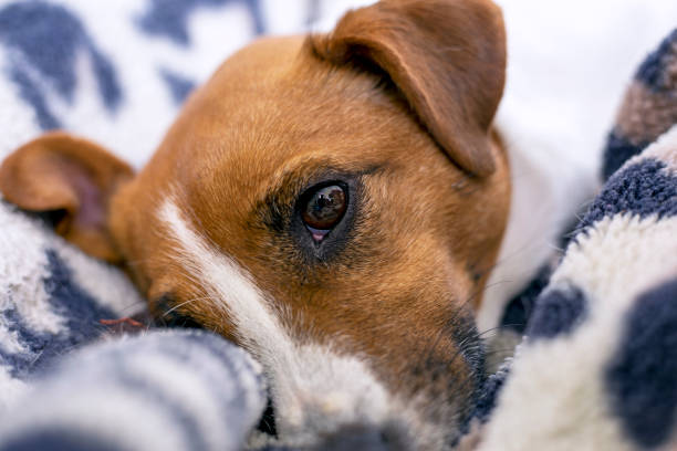 istock sad face of jack russell terrier on a leopard blanket, horizontal