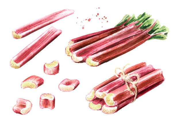 ilustrações, clipart, desenhos animados e ícones de novos talos de ruibarbo cortados. ilustração desenhada à mão de aquarela isolada em fundo branco - ruibarbo fruta