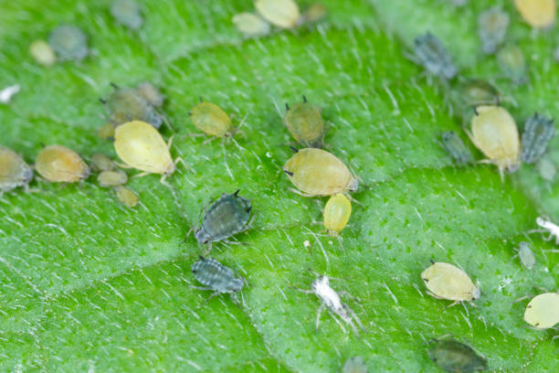istock Colony of Cotton aphid  (also called melon aphid and cotton aphid) - Aphis gossypii 1311050402