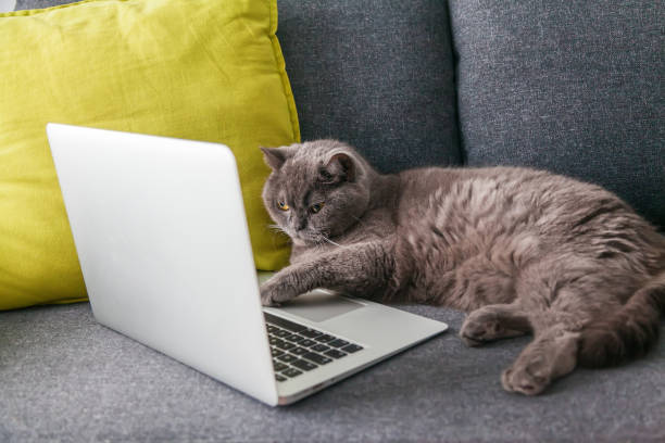 istock british cat working on the laptop 1311051922