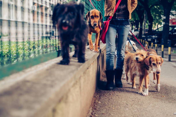 istock Group of dogs on leash walking on sidewalk 1311052005
