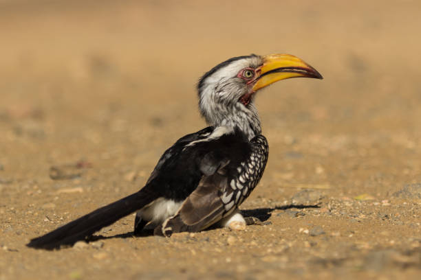 istock Southern Yellow-billed Hornbill 1311053159
