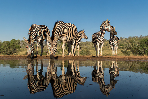 A small herd of Burchell's Zebra drinking at a waterhole, photographed from a low-angel.