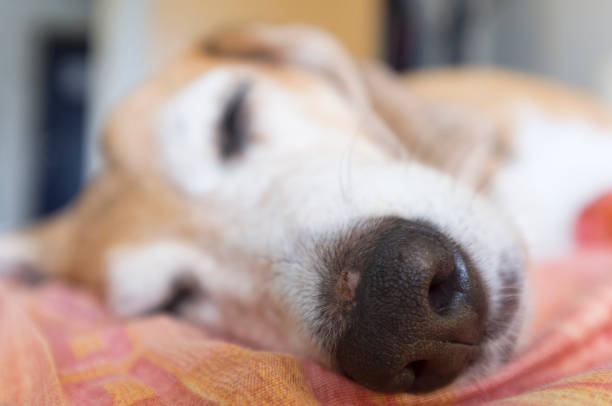 istock Close-up of Beagle old's nose 1311053630