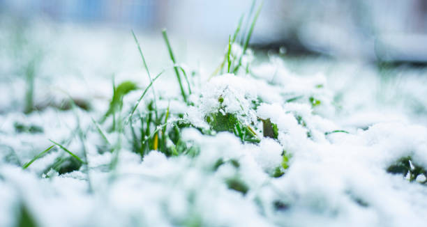 istock snow on green grass in spring, natural phenomena, snow fell in April, 1311053798