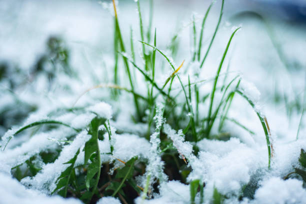 istock snow on green grass in spring, natural phenomena, snow fell in April, 1311053802