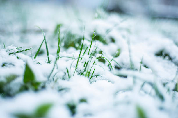snow on green grass in spring, natural phenomena, snow fell in April, selective focus on snowy grass