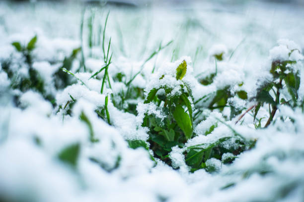 istock snow on green grass in spring, natural phenomena, snow fell in April, 1311053824