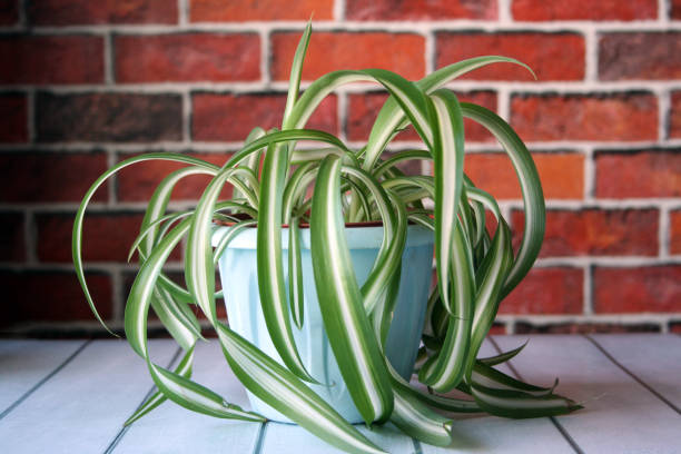 istock Curly chlorophytum in a blue pot on a wooden table. 1311054571