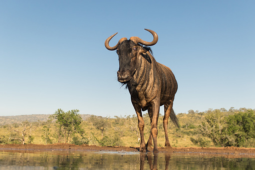 A Gnu (Blue Wildebeest) standing at the edge of a waterhole, photographed from a low angle.