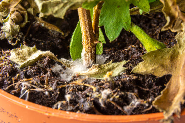 a houseplant in a pot from waterlogging has become moldy, selective focus a houseplant in a pot from waterlogging of the soil and lack of fresh air is covered with mold, selective focus soil fungus stock pictures, royalty-free photos & images