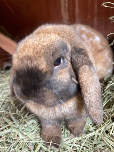 istock Lop eared rabbits in there hutch on the hay 1311056576