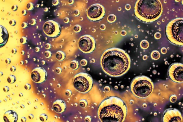 A sunflower reflected in a few drops of water