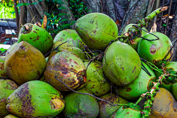 istock Lots of the green coconuts near the tree 1311058973