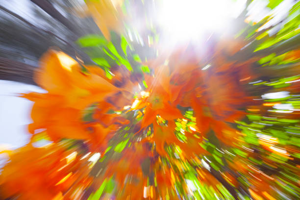 istock Bright orange Angels trumpet flower on the tree, optical effect blur 1311059101