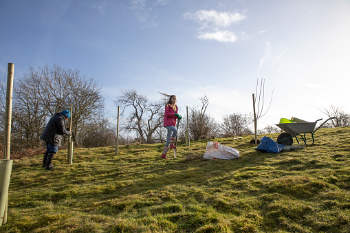 A wide shot of a senior, Caucasian man and his daughter helping each other plant trees in the countryside of Northumberland. The daughter is using a shovel to dig holes.