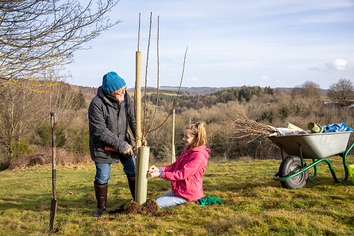 A medium shot of a senior, Caucasian man and his daughter helping each other plant trees in the countryside of Northumberland.