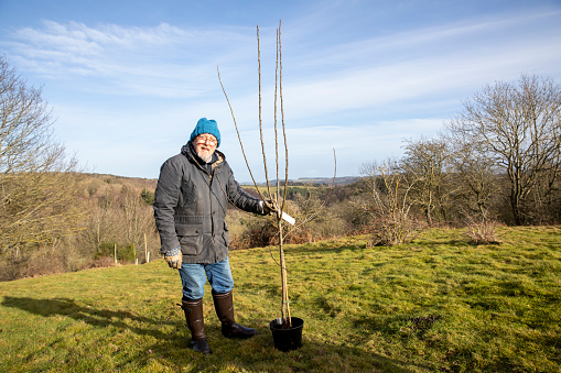 A medium shot of a senior, Caucasian man planting trees out in the countryside of Northumberland. He is holding up a potted tree and looking at the camera smiling.