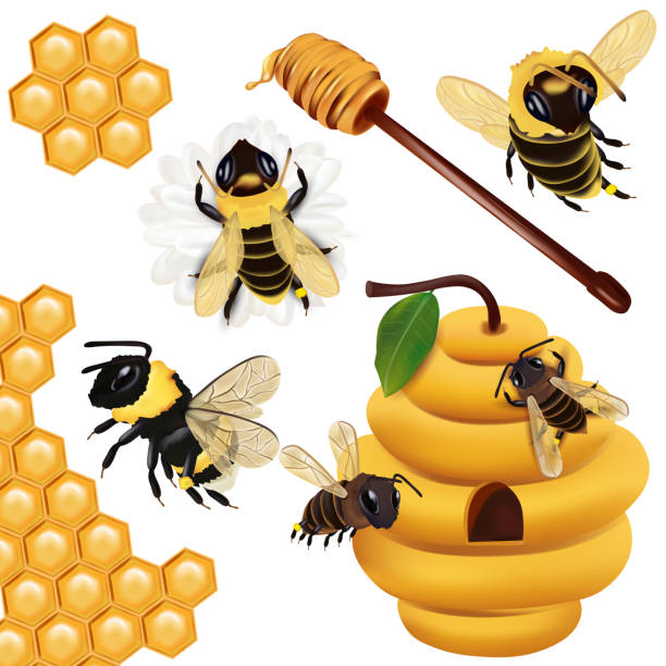 Set Honey bee, wasp, bumblebee, honeycomb, beehive, honey dipper with honey on white background. 3d Vector icon. Set Honey bee, wasp, bumblebee, honeycomb, beehive, honey dipper with honey on white background. 3d Vector icon. beehive hairstyle stock illustrations