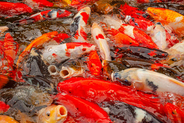 istock Red carps in decorative pond in Ubud, Indonesia 1311060579
