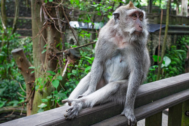istock Monkeys in Monkey Forest Park in Ubud, Indonesia 1311060623