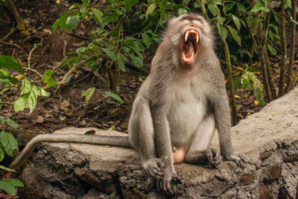 istock Monkeys in Monkey Forest Park in Ubud, Indonesia 1311060746