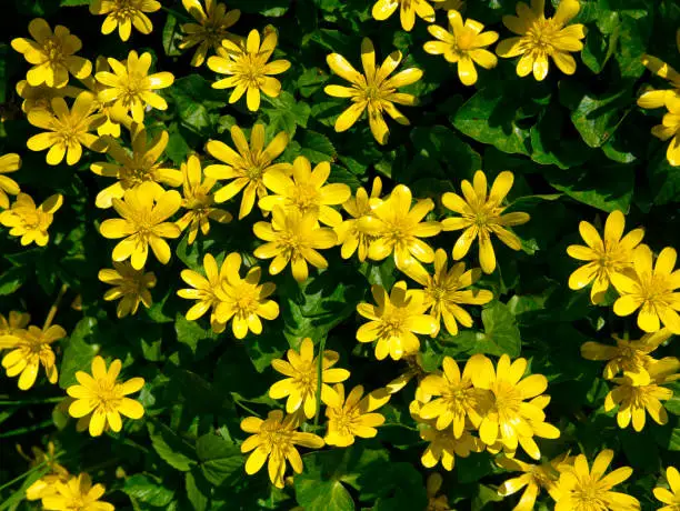 The vivid, yellow flowers of Lesser Celandine growing wild in a hedgerow in the north west of the UK. Taken on a sunny day in April.