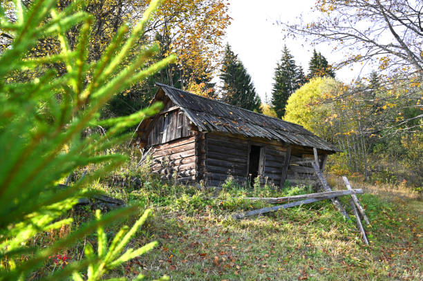 istock old wooden house in forest 1311061330