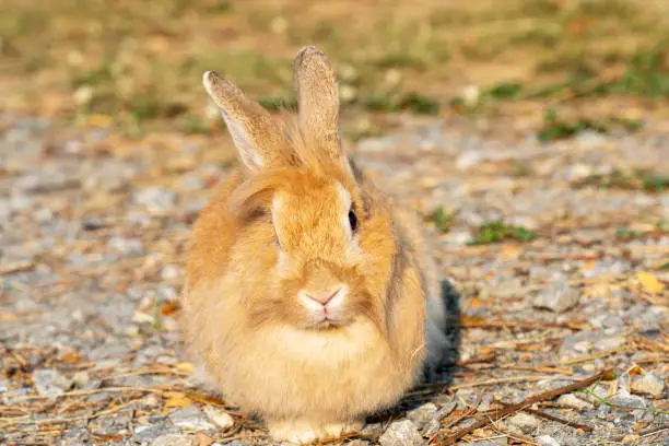 Fluffy brown bunny rabbit sitting on the dry grass over environment natural light background. Furry cute wild-animal single at outdoor. Easter animal concept.
