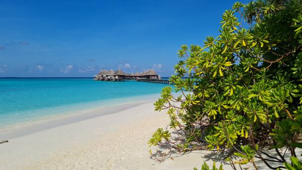 istock Beach and turquoise water in the maldives 1311062701