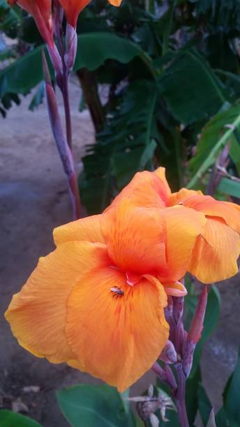istock Capacho plant with its colorful orange flower and bee tasting its nectar 1311063929