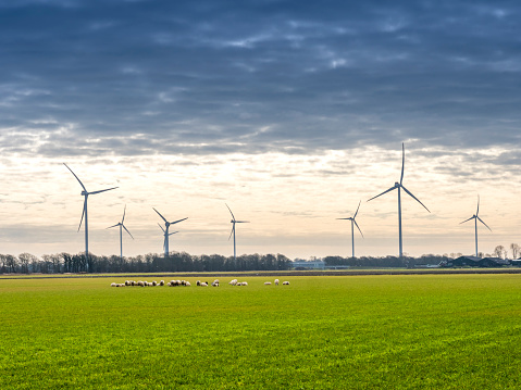 Wind turbines, renewable energy on a green field, spring day. Wind farm in the Netherlands. Flock of sheep the field.