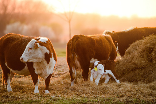 Cows and a calf on pasture
