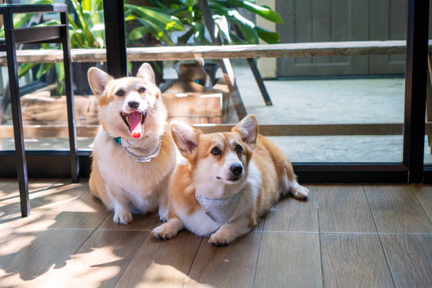 istock Adorable brown welsh corgi sitting on wood floor while learning something and looking owner at home. Corgi doggy playing with people in the room. Dog training or Relationship animal concept. 1311064512