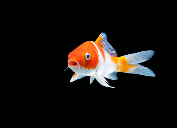 istock Animanls aquarium pet concept. Cyprinus rubrofuscus swimming over isolated black background. 1311064513