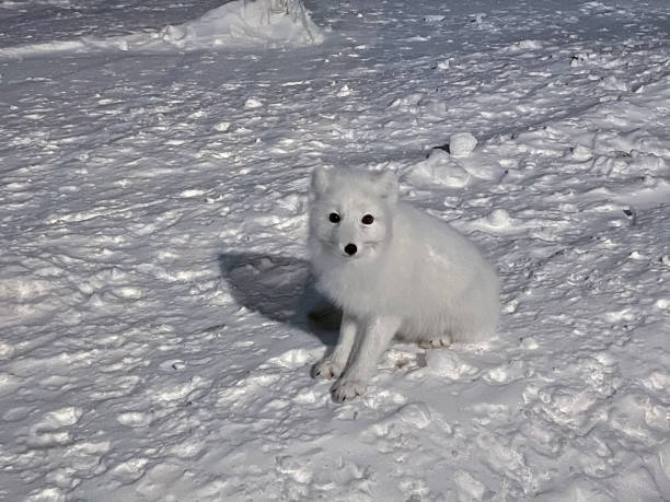 a white fluffy arctic fox with black eyes sits on the snow on a winter night. wild animals in nature - snow white animal arctic fox imagens e fotografias de stock