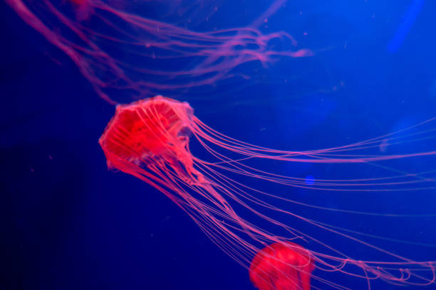 istock Jellyfish Japanese sea nettle Chrysaora pacifica 1311065264