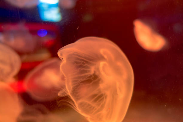 istock Moon jellyfish Aurelia aurita swims under water 1311065276