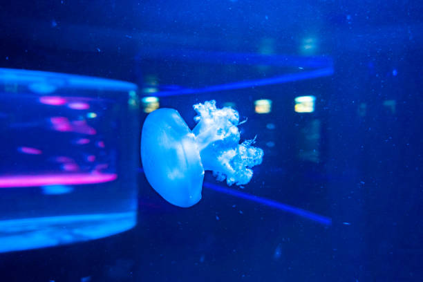 istock Barrel jellyfish Rhizostoma pulmo 1311065282