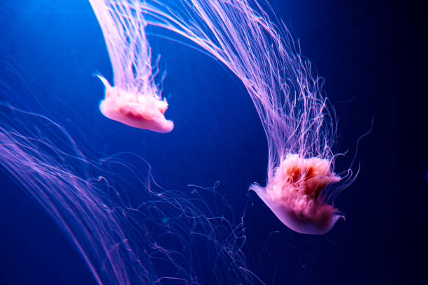 istock Lions Mane Jellyfish Cyanea capillata 1311065283