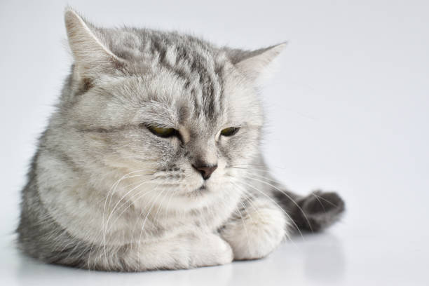 istock A serious tabby cat falls asleep on a white background. A pet. 1311065340