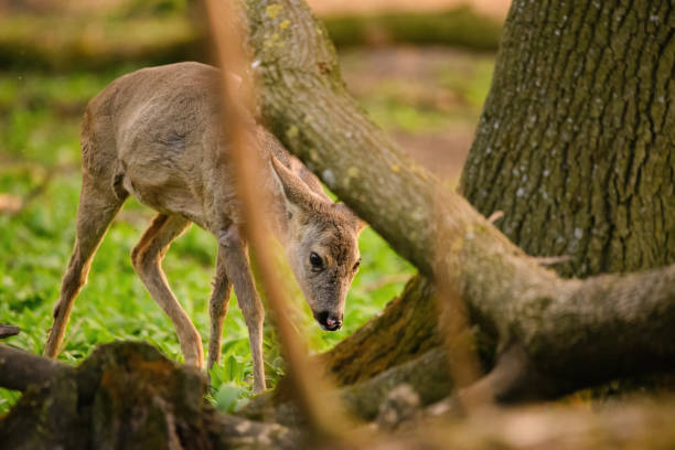 istock Red deer calf in the forest 1311065586