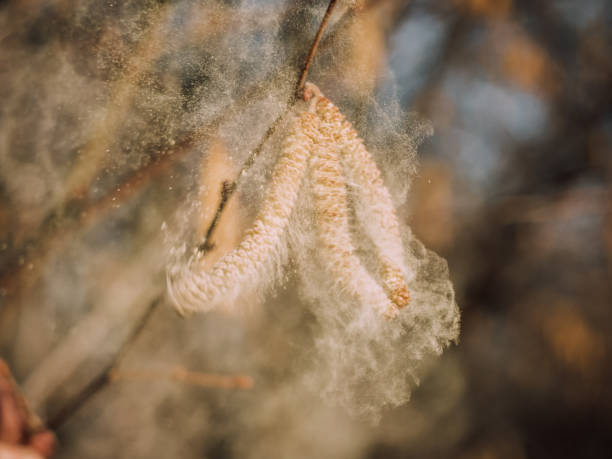 꽃 고양이와 비행 꽃가루 먼지와 헤이즐넛 관목의 작은 가지. - pollen grain 뉴스 사진 이미지
