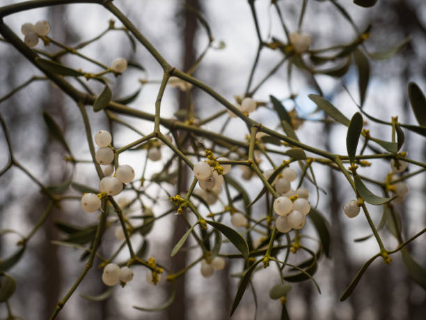 istock Mistletoe branch with numerous white fruits. 1311068035