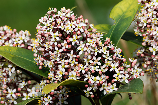 white flowers and red buds of Skimmia japonica in spring