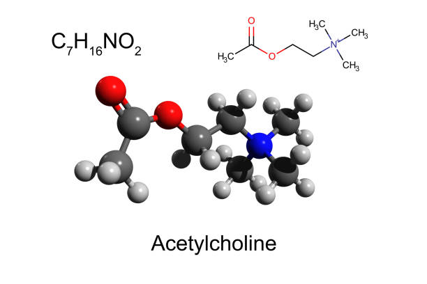 화학 포뮬러, 골격 포뮬러 및 아세틸콜린, 흰색 배경의 3d 볼 앤 스틱 모델 - acetylcholine 뉴스 사진 이미지