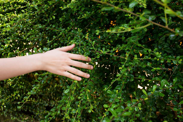 istock Close up woman hand touching the tree leaf while she walking in garden. 1311069262