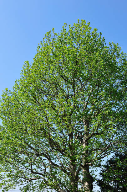 istock Kobushi magnolia 1311069303