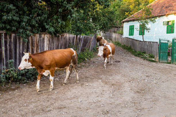 istock Cows coming home in rural Transylvania 1311069458